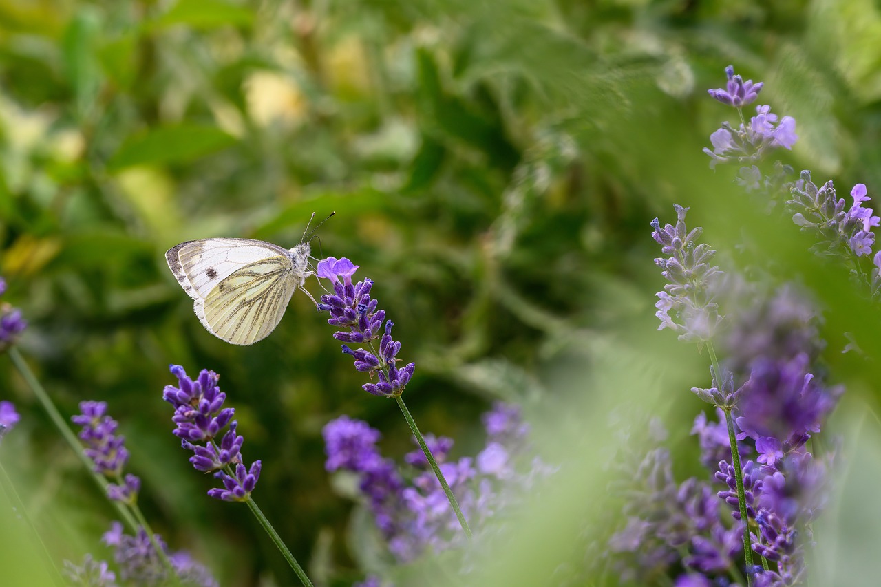 How to Create a Butterfly-Friendly Backyard